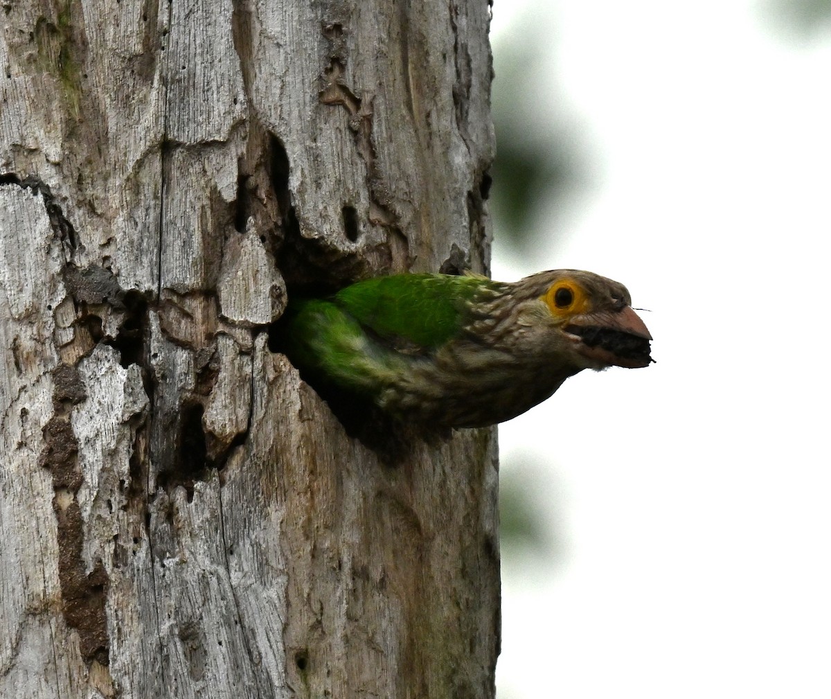 シロボシオオゴシキドリ - ML646739377