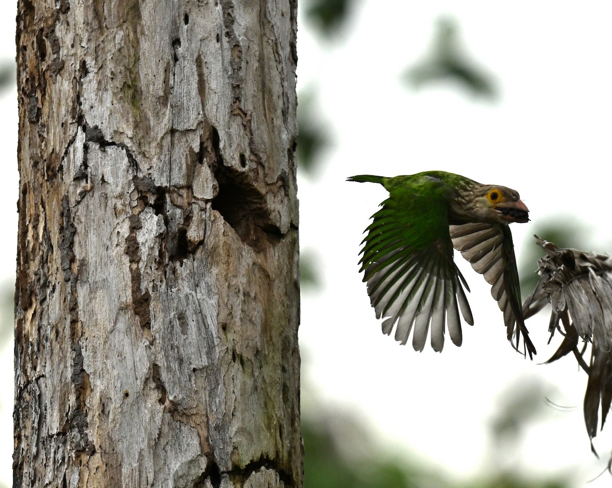 シロボシオオゴシキドリ - ML646739378