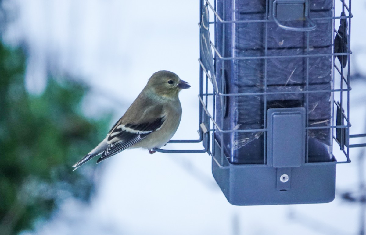 American Goldfinch - ML646739380