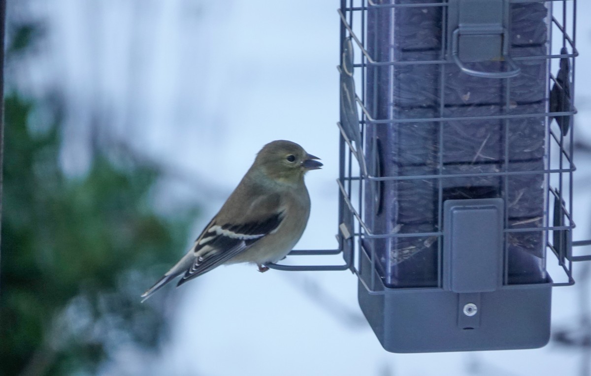 American Goldfinch - ML646739381