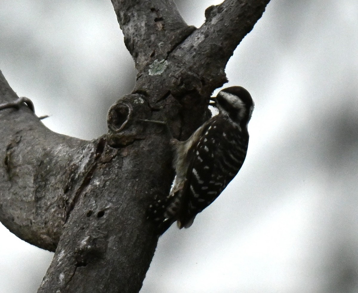 Sunda Pygmy Woodpecker - ML646739382