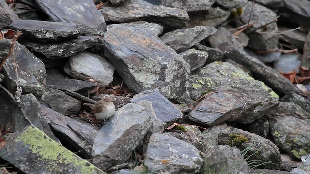 Red-breasted Flycatcher - ML646739384