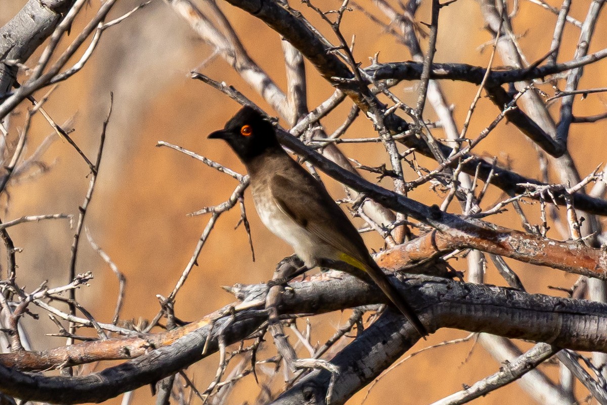 Чернолицый бюльбюль - ML646739385