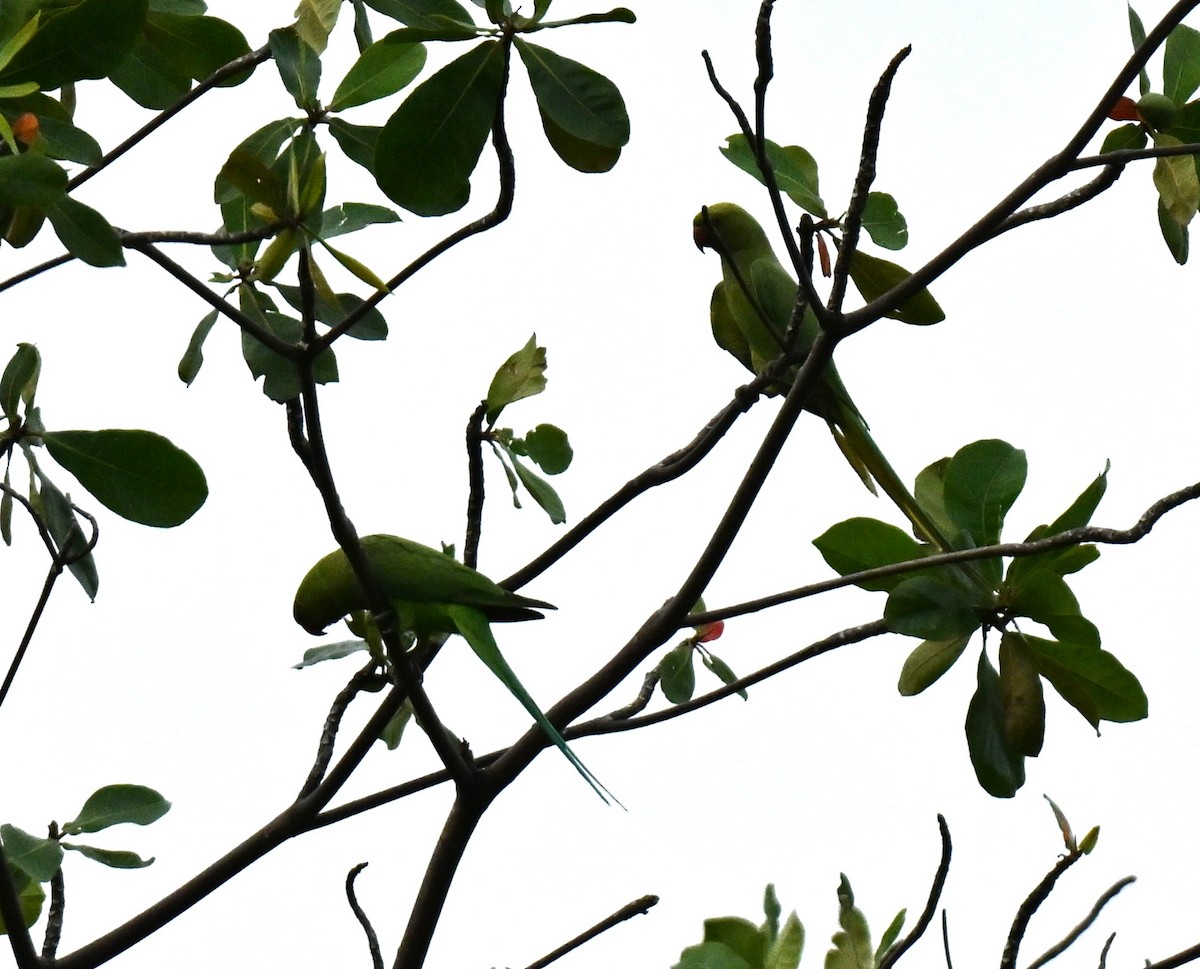 Rose-ringed Parakeet - ML646739386