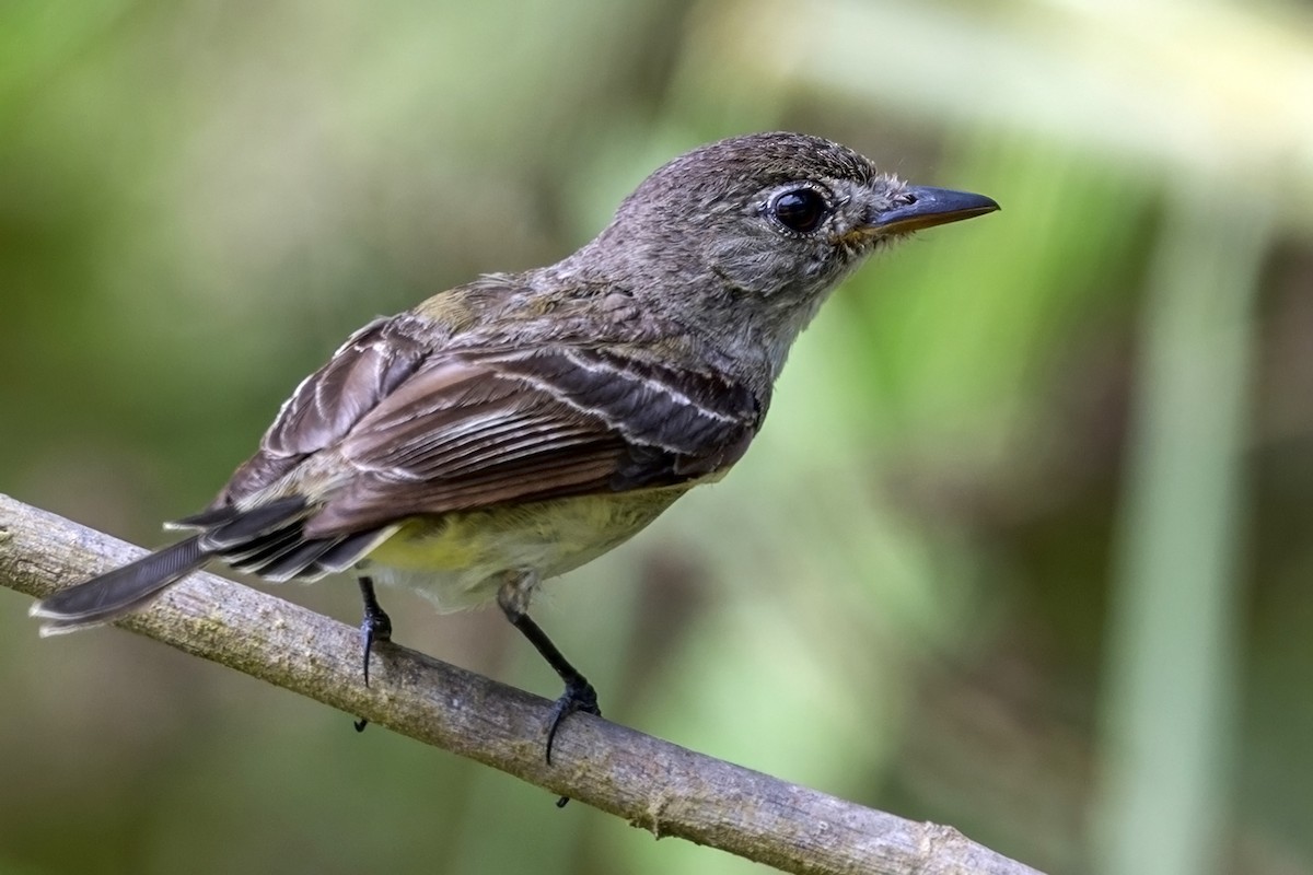 Alder Flycatcher - ML646739390