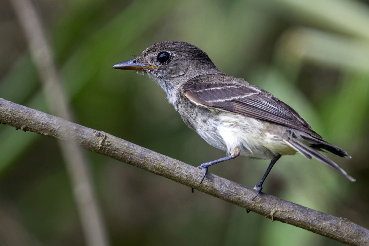 Alder Flycatcher - ML646739391
