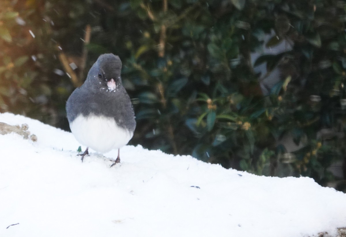 Dark-eyed Junco - ML646739392