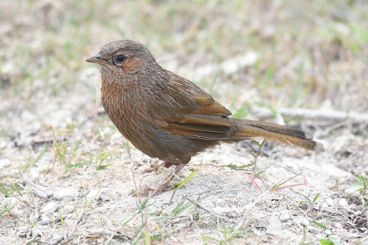 brunørelattertrost - ML646739395