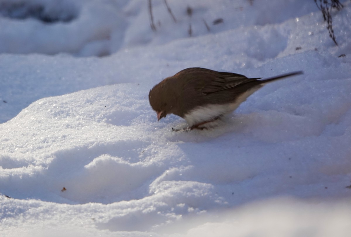 Dark-eyed Junco - ML646739396