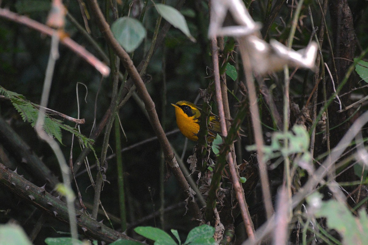 Golden Bush-Robin - ML646739397
