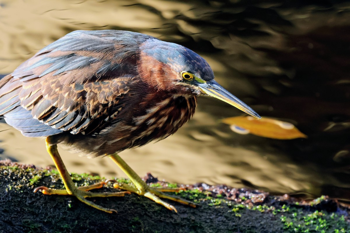Airone verde - ML646739398
