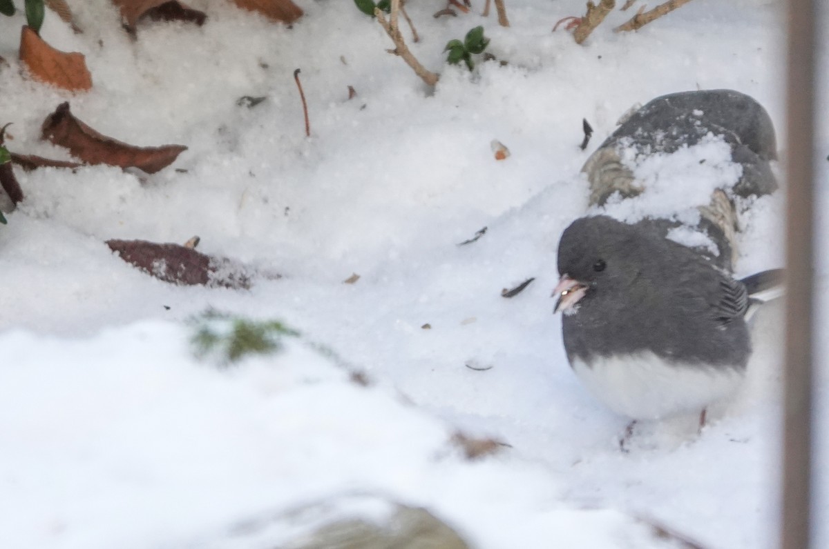 Dark-eyed Junco - ML646739399
