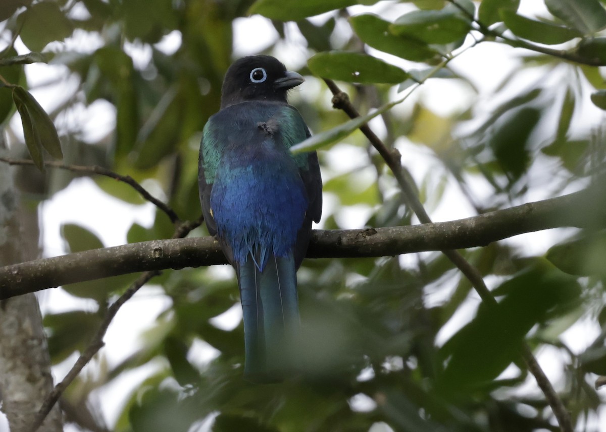 Black-headed Trogon - ML646739409