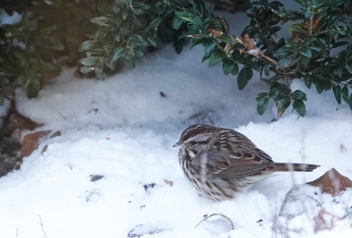 Song Sparrow - ML646739412