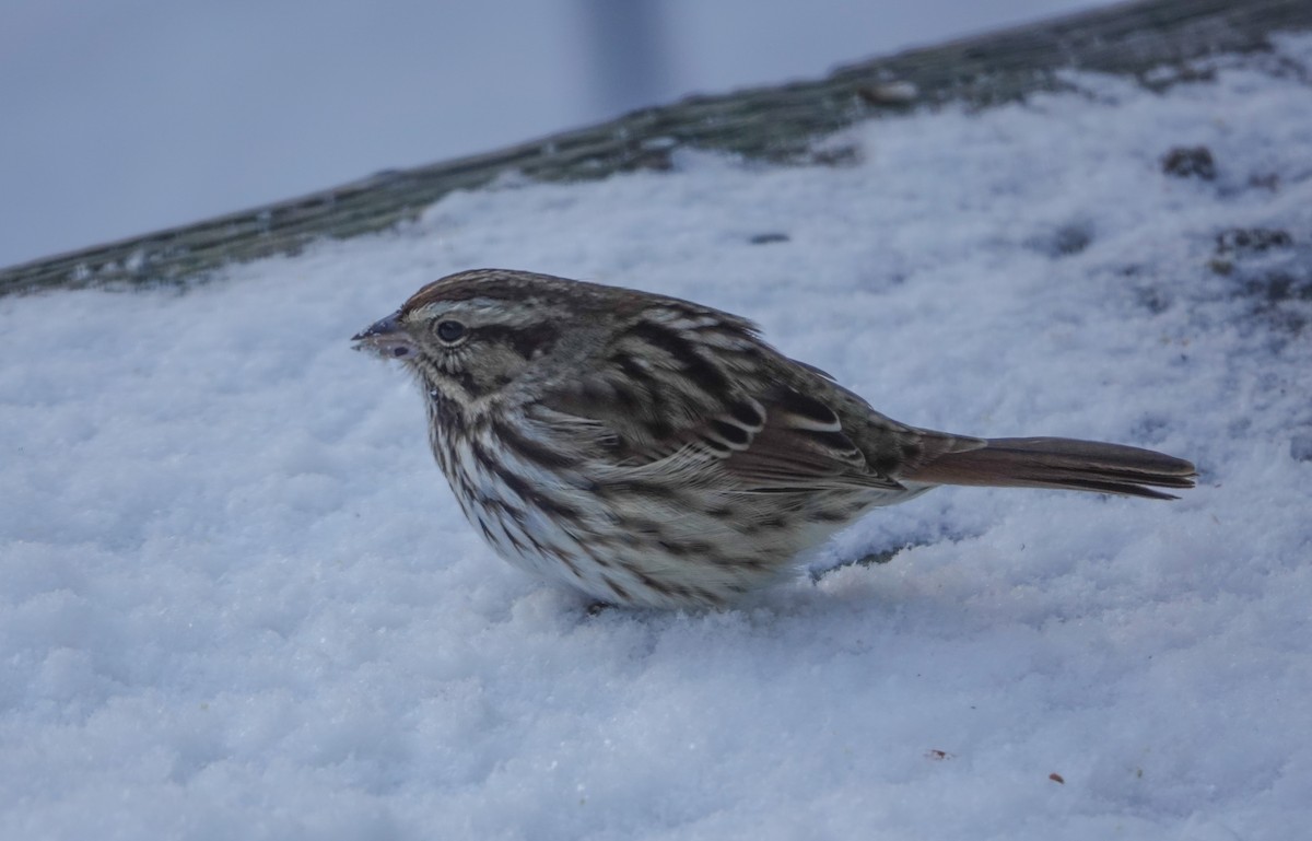 Song Sparrow - ML646739414
