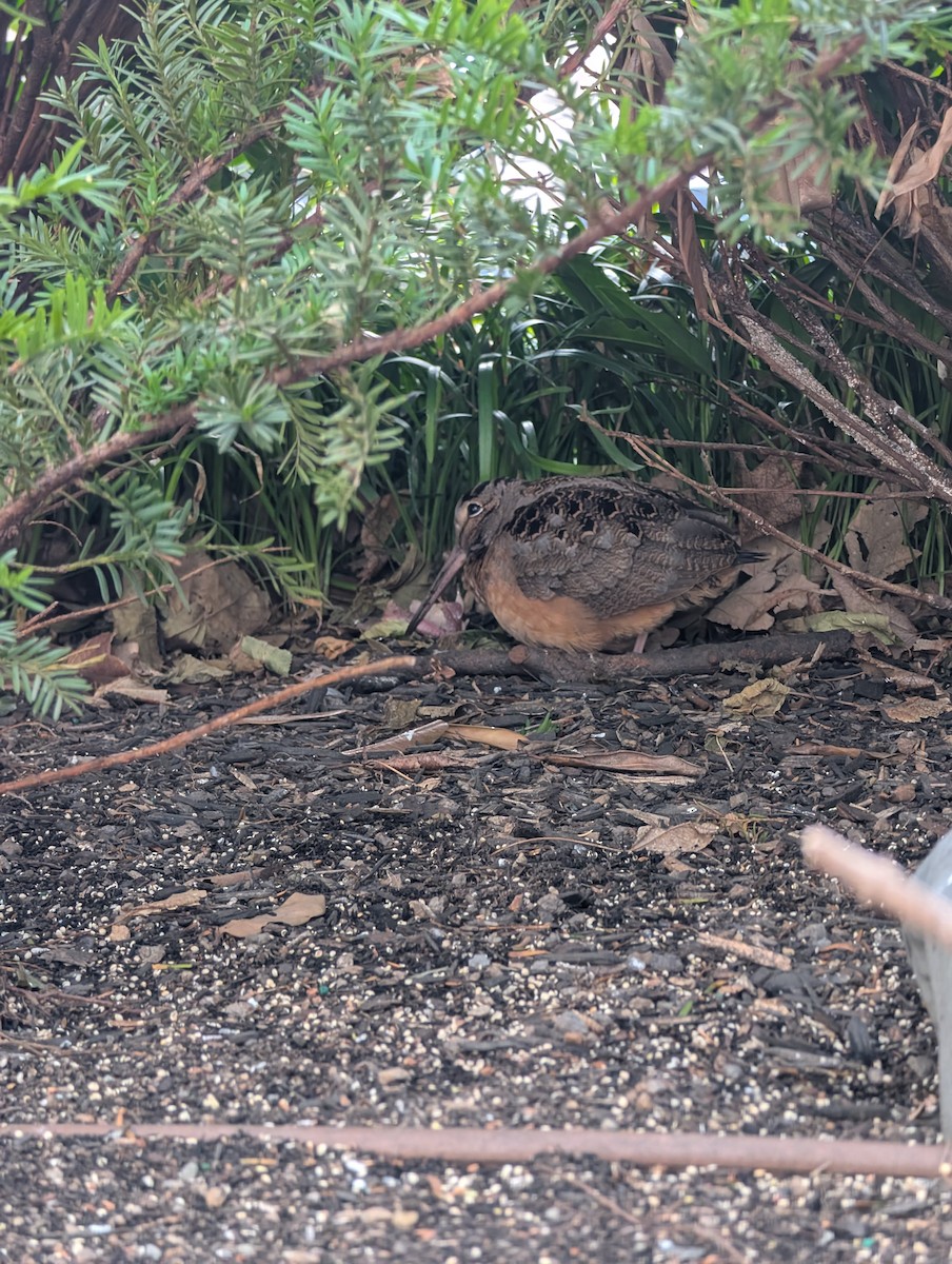 American Woodcock - ML646739417