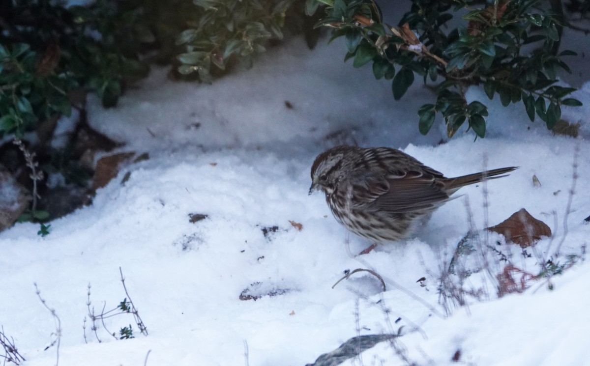 Song Sparrow - ML646739427
