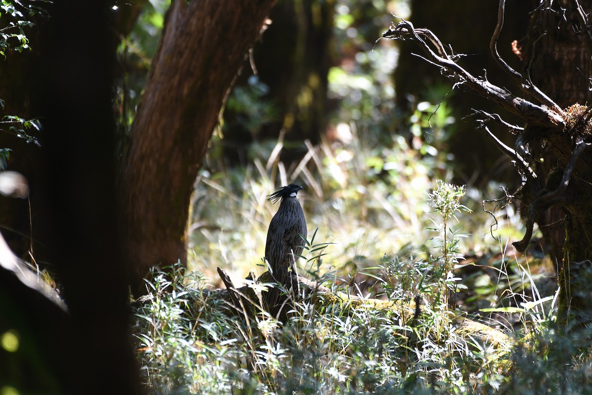 bažant chocholatý - ML646739433