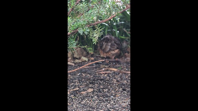 American Woodcock - ML646739434