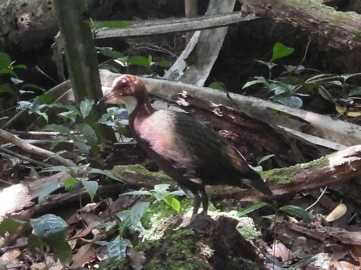 Rascón de Cuvier - ML646739438