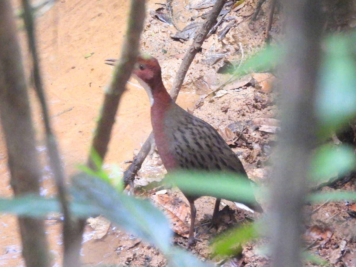 Rascón de Cuvier - ML646739439