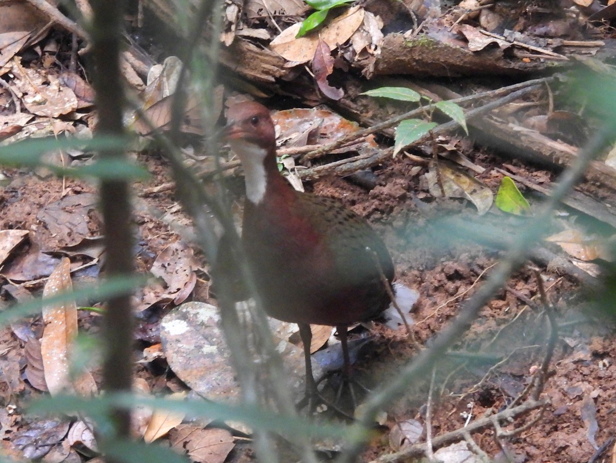 Rascón de Cuvier - ML646739440