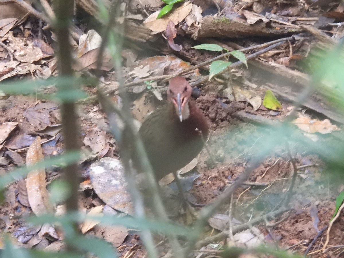 Rascón de Cuvier - ML646739441