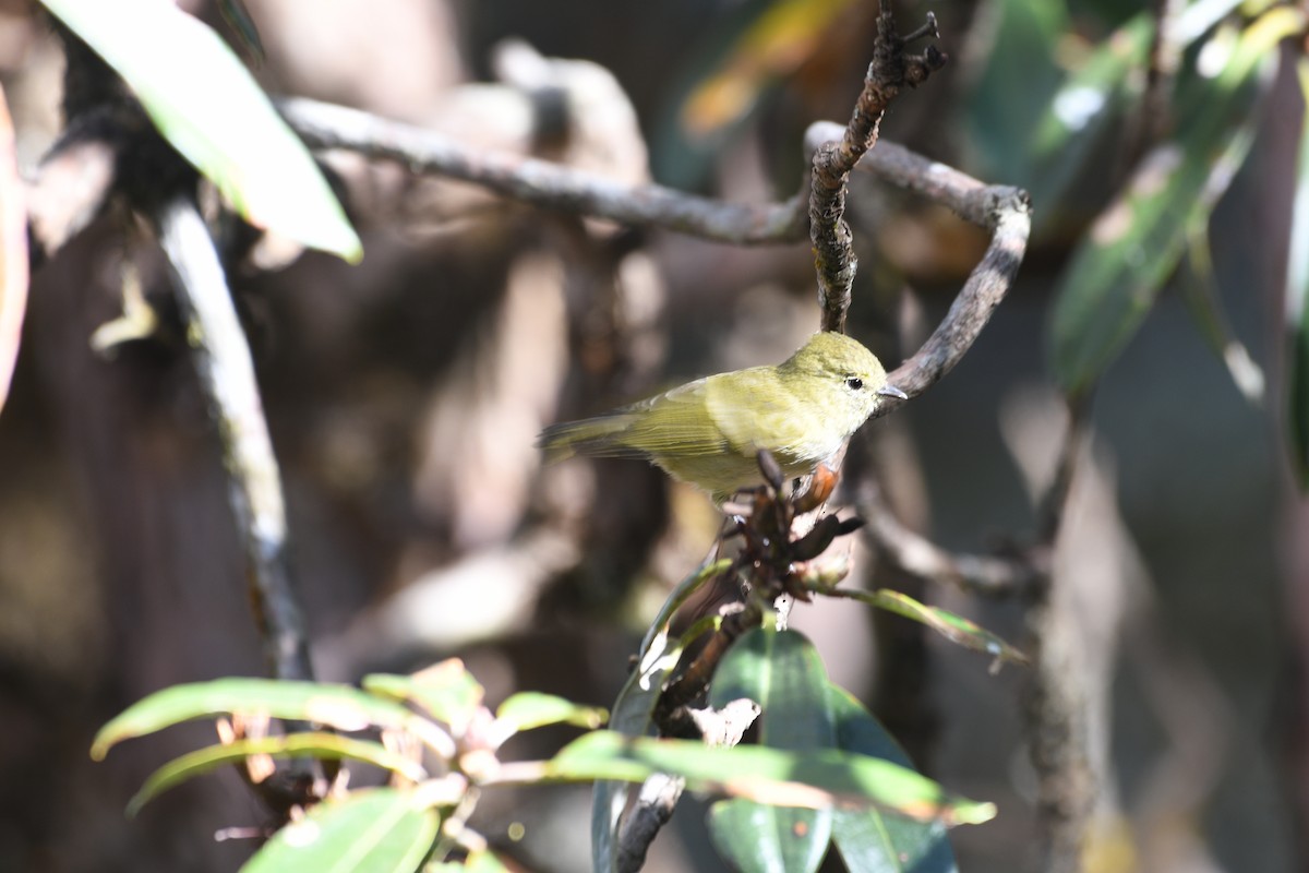 キマユガラ - ML646739442