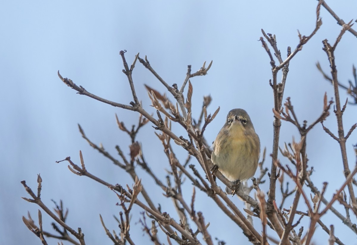 Pine Warbler - ML646739448