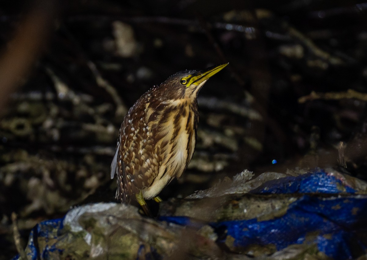 אנפית מזרחית - ML646739463