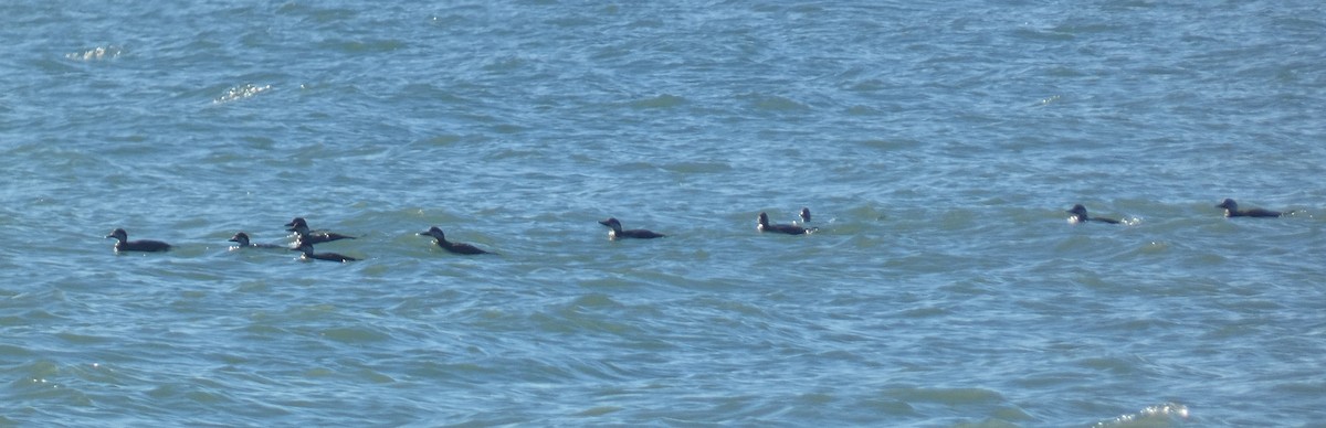 ヨーロッパクロガモ - ML646739464