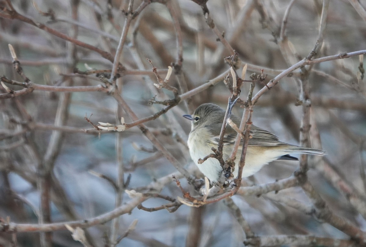 Pine Warbler - ML646739467