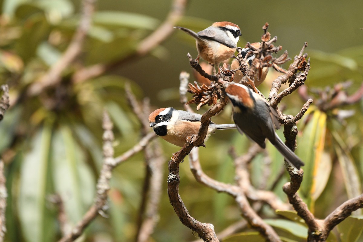 mlynařík kaštanovotemenný - ML646739470