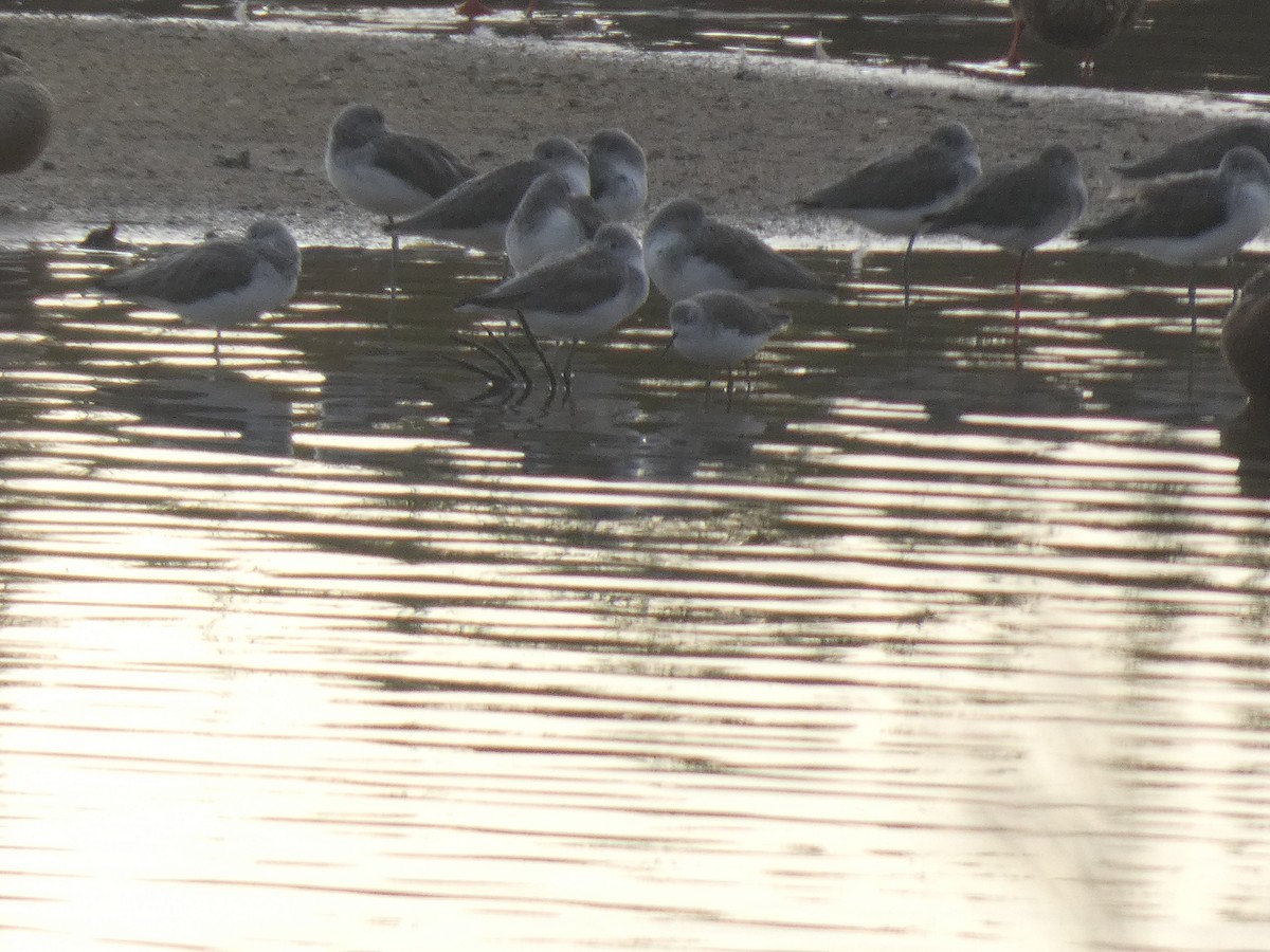 Urmael-kuliska - ML646739472