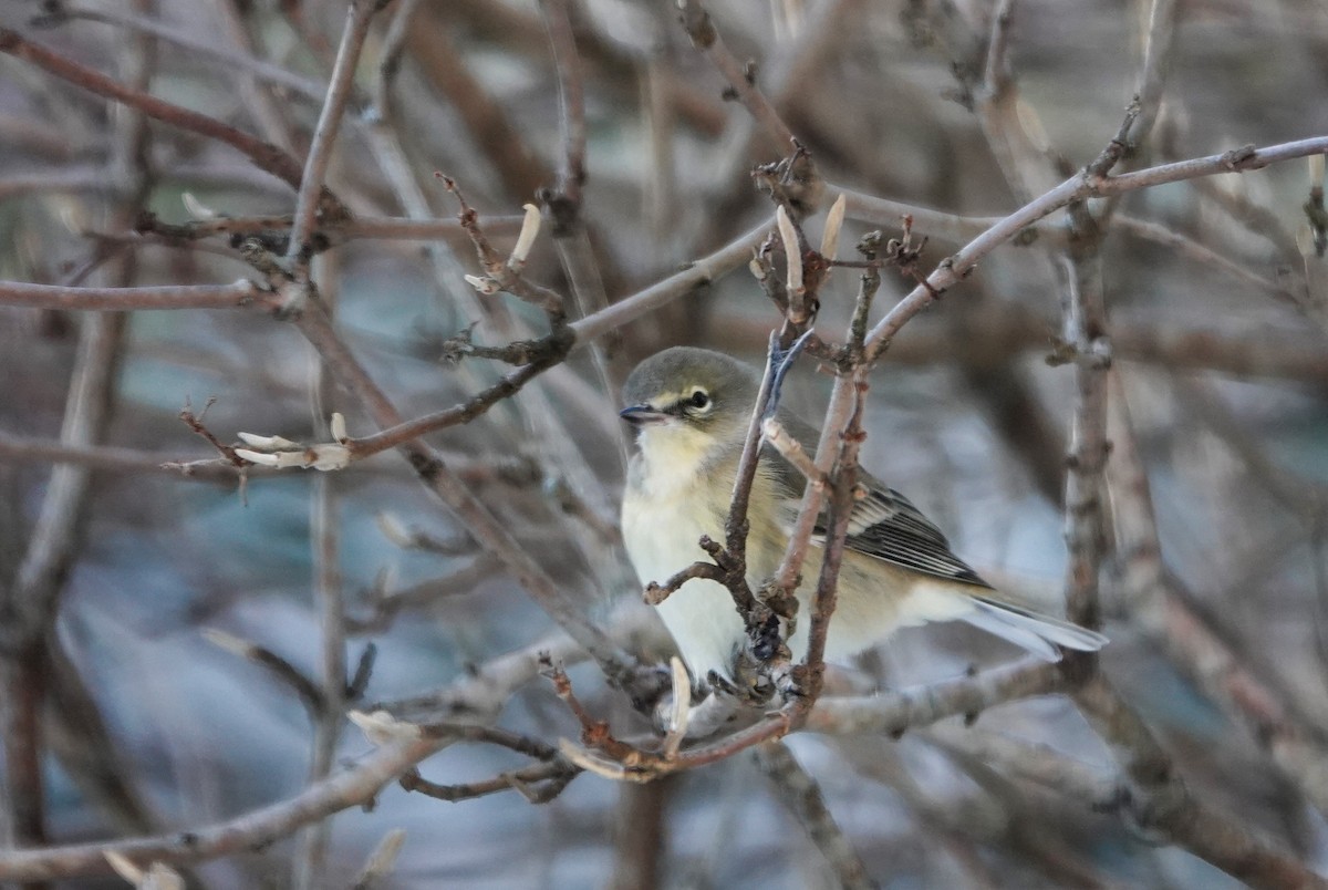 Pine Warbler - ML646739476