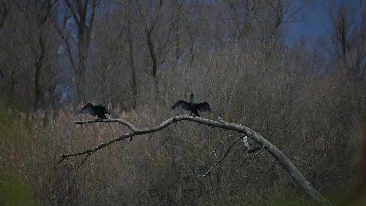 Great Cormorant - ML646739478