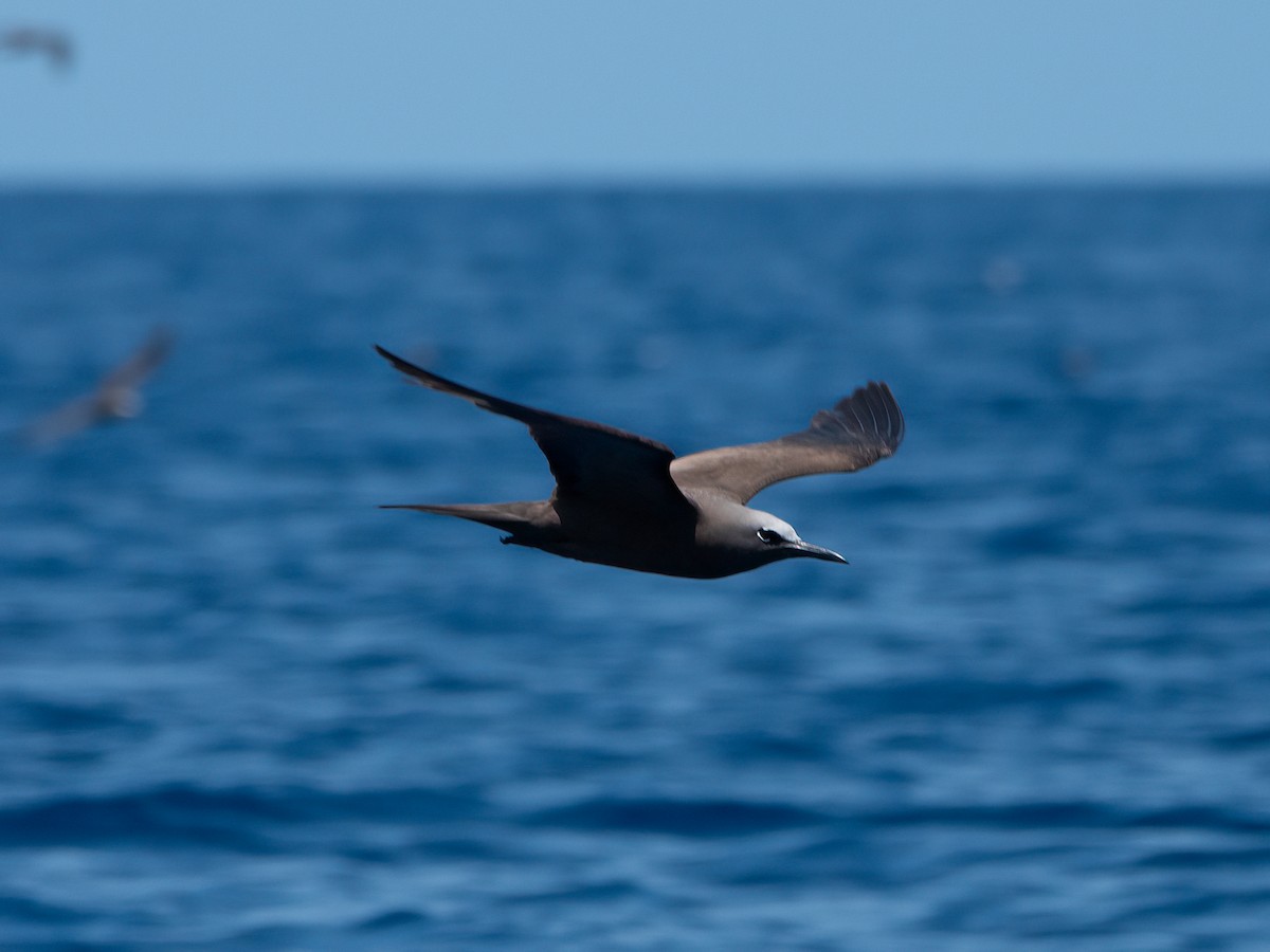 שחפית חומה - ML646739479
