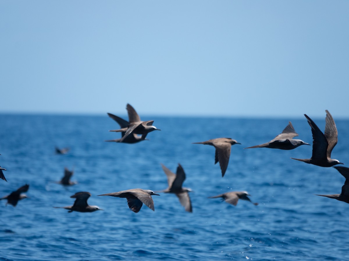 שחפית חומה - ML646739480