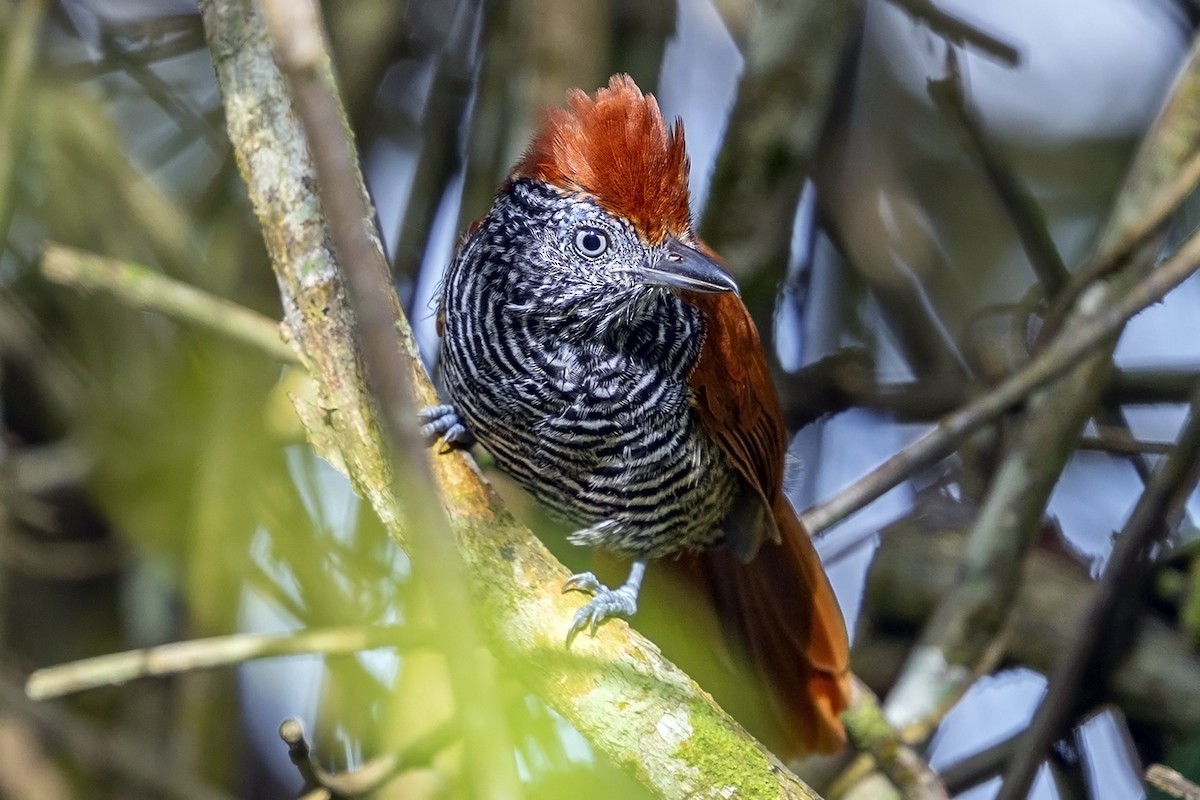 Chestnut-backed Antshrike - ML646739481