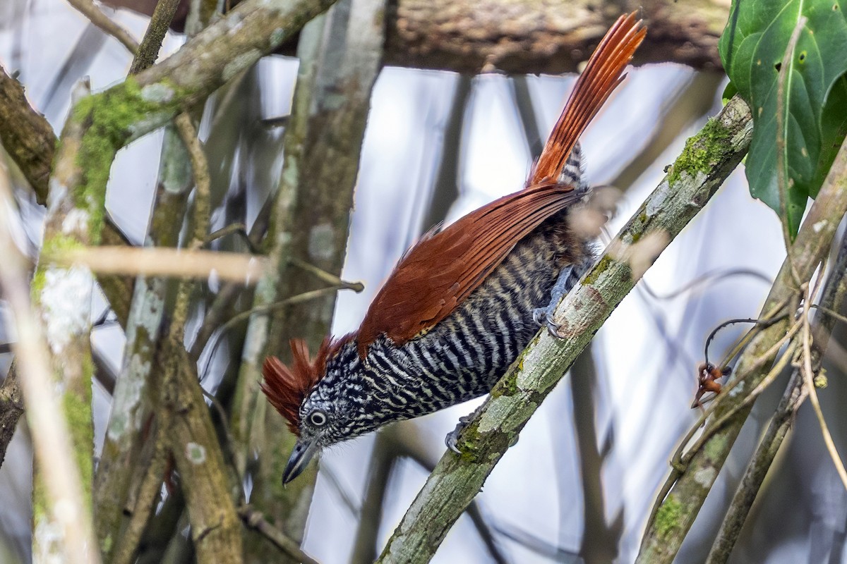 Chestnut-backed Antshrike - ML646739482