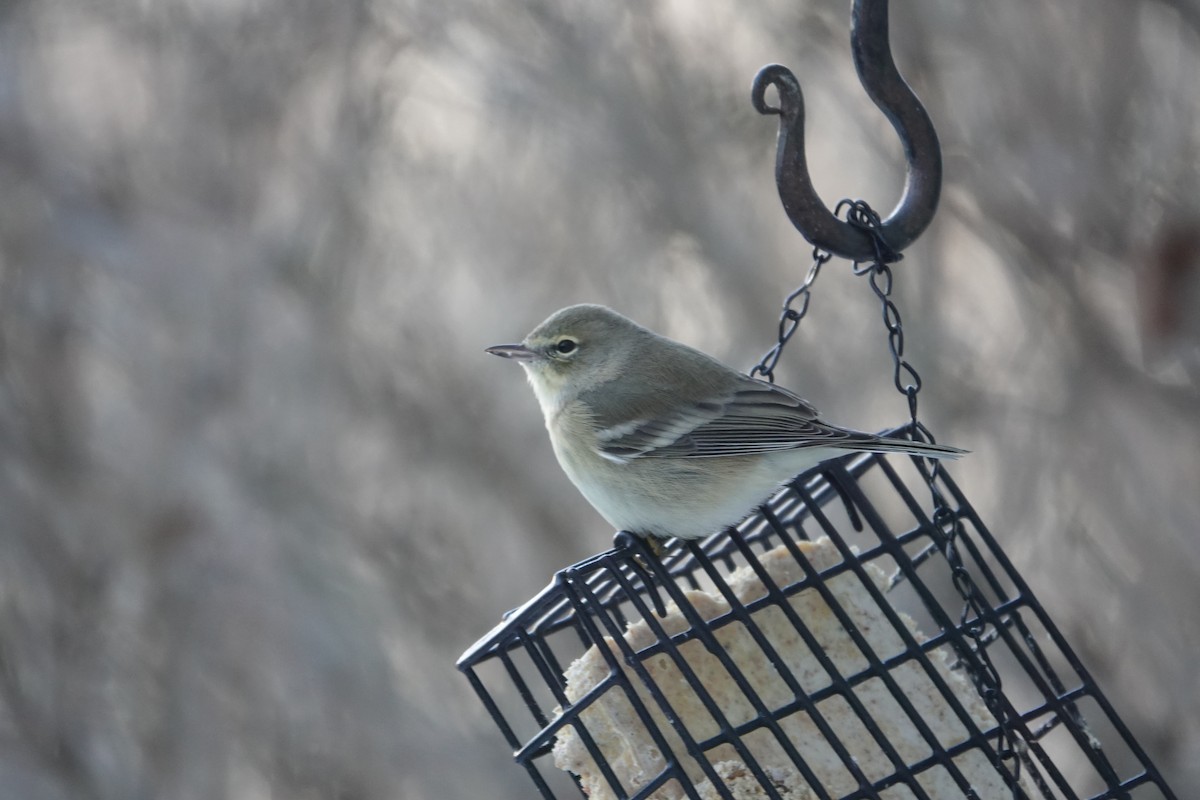 Pine Warbler - ML646739484