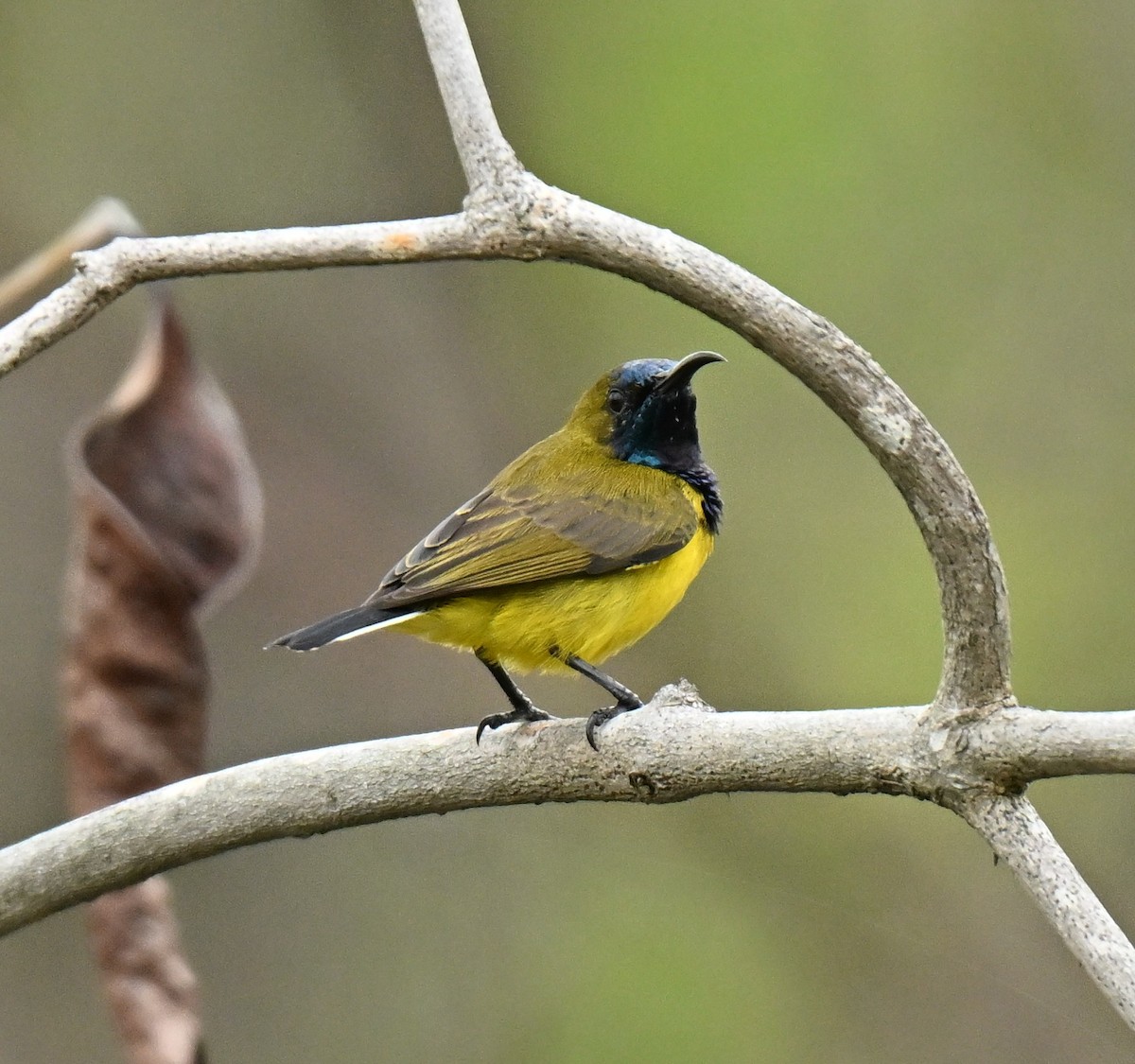 Ornate Sunbird - ML646739485