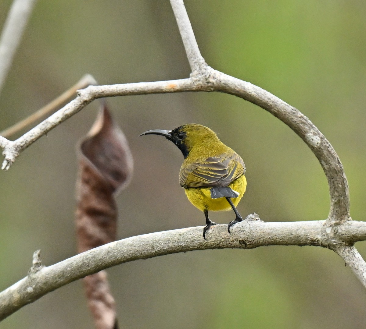Ornate Sunbird - ML646739486