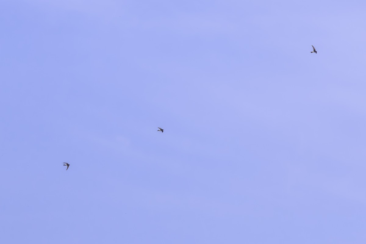 小雨燕 - ML646739487