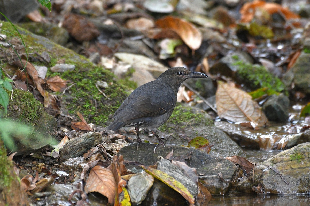 Long-billed Thrush - ML646739488