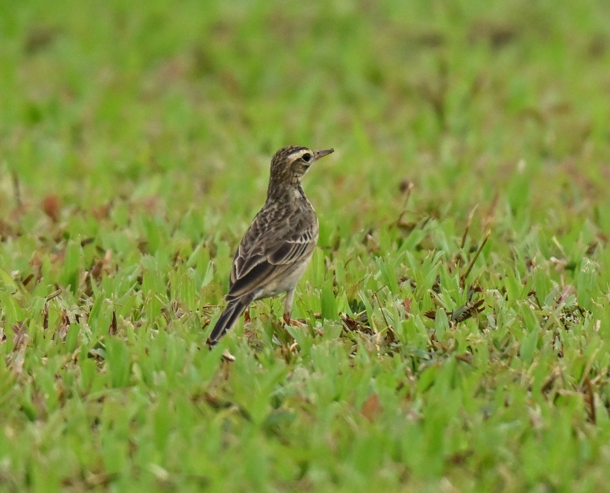 Paddyfield Pipit - ML646739489