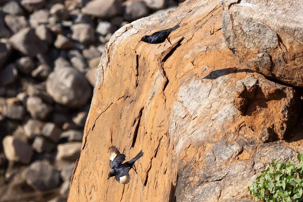 Pale-winged Starling - ML646739490