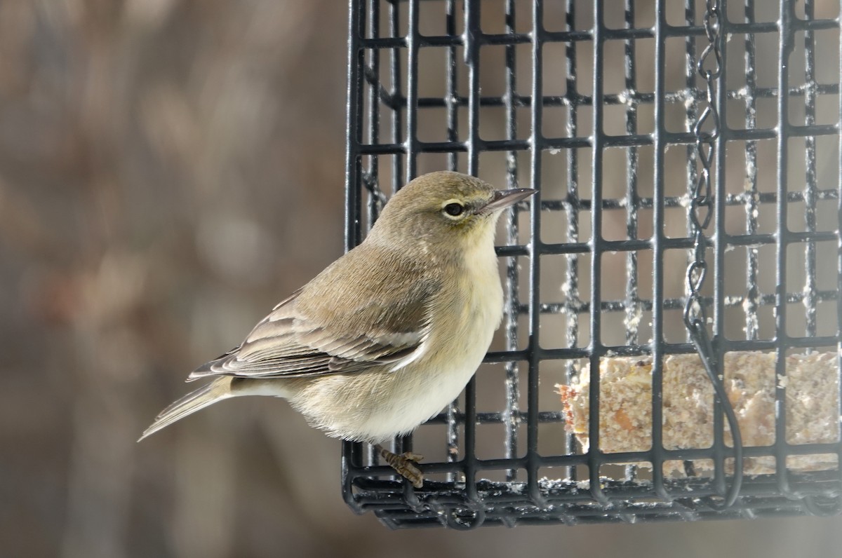 Pine Warbler - ML646739492