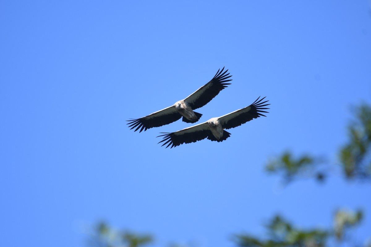 Himalayan Griffon - ML646739493
