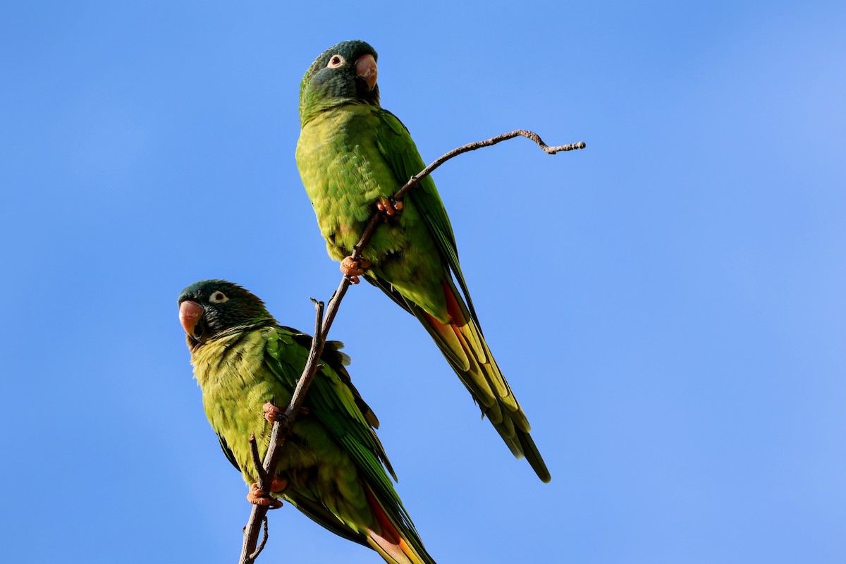 Conuro capoazzurro - ML646739494